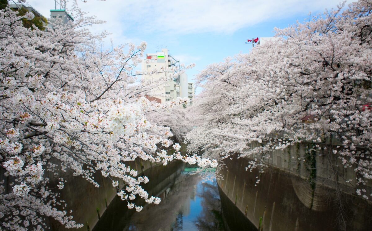 Quelle saison choisir pour venir à Tokyo ?